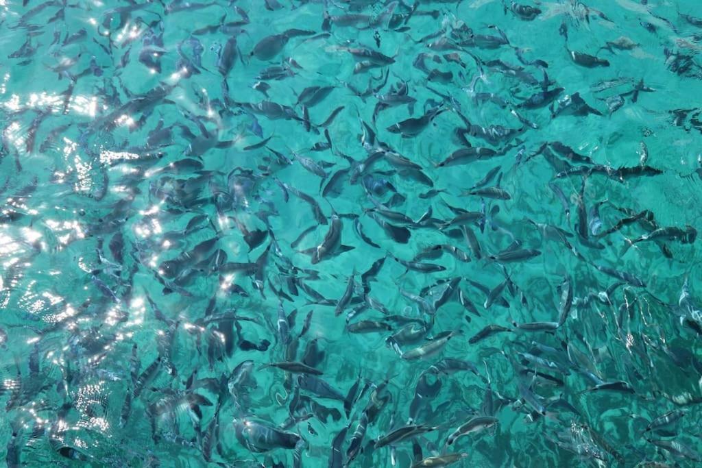 דירות קליארי Ocean Flat מראה חיצוני תמונה